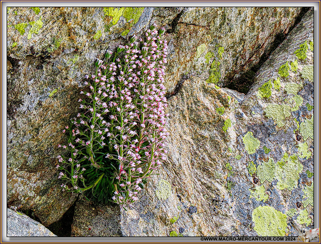 Saxifrage florulenta Moretti